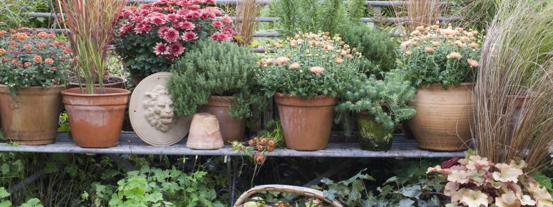 Höst Krysantemum. Foto: Blomsterfrämjandet