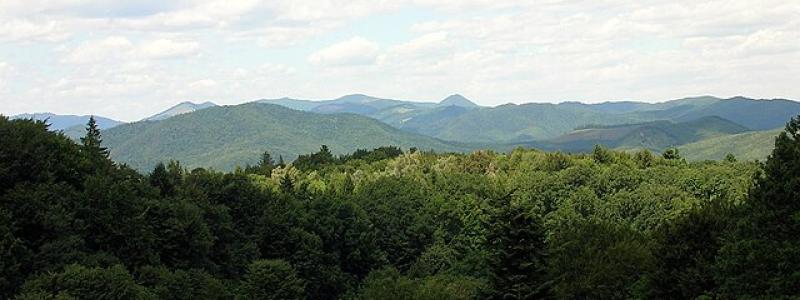 Tarcăului-bergen (Östra Karpaterna, Rumänien Foto: Wikimedia Commons