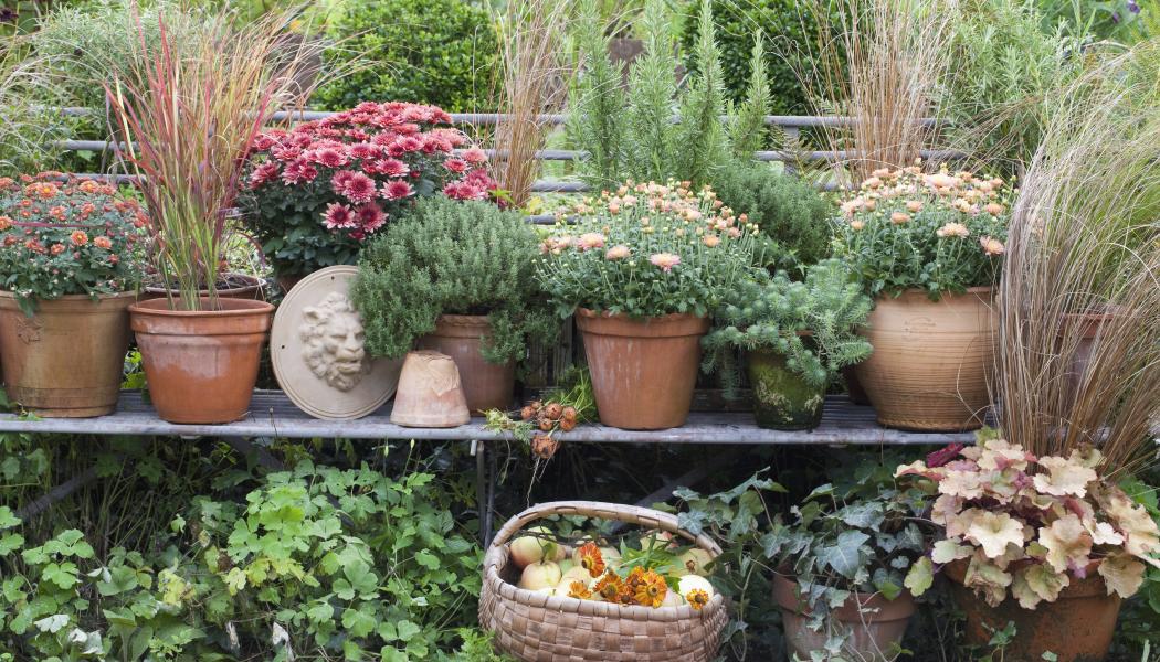 Höst Krysantemum. Foto: Blomsterfrämjandet