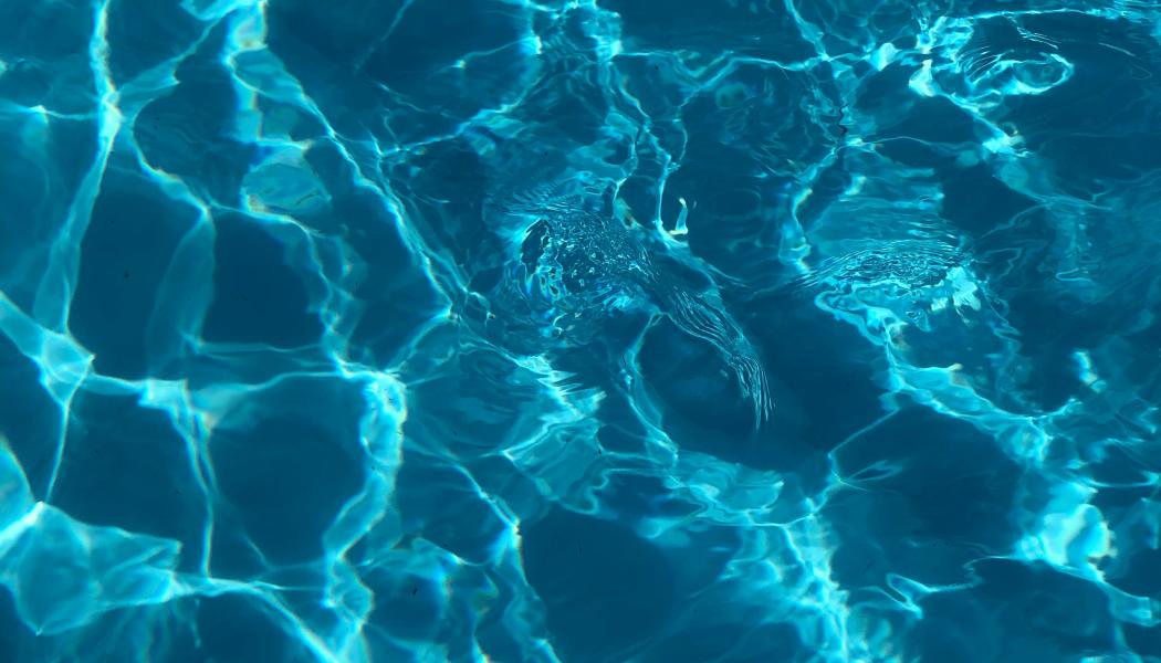 Foto: Artem Militonian / Unsplash