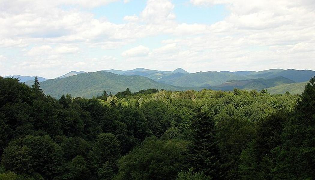 Tarcăului-bergen (Östra Karpaterna, Rumänien Foto: Wikimedia Commons